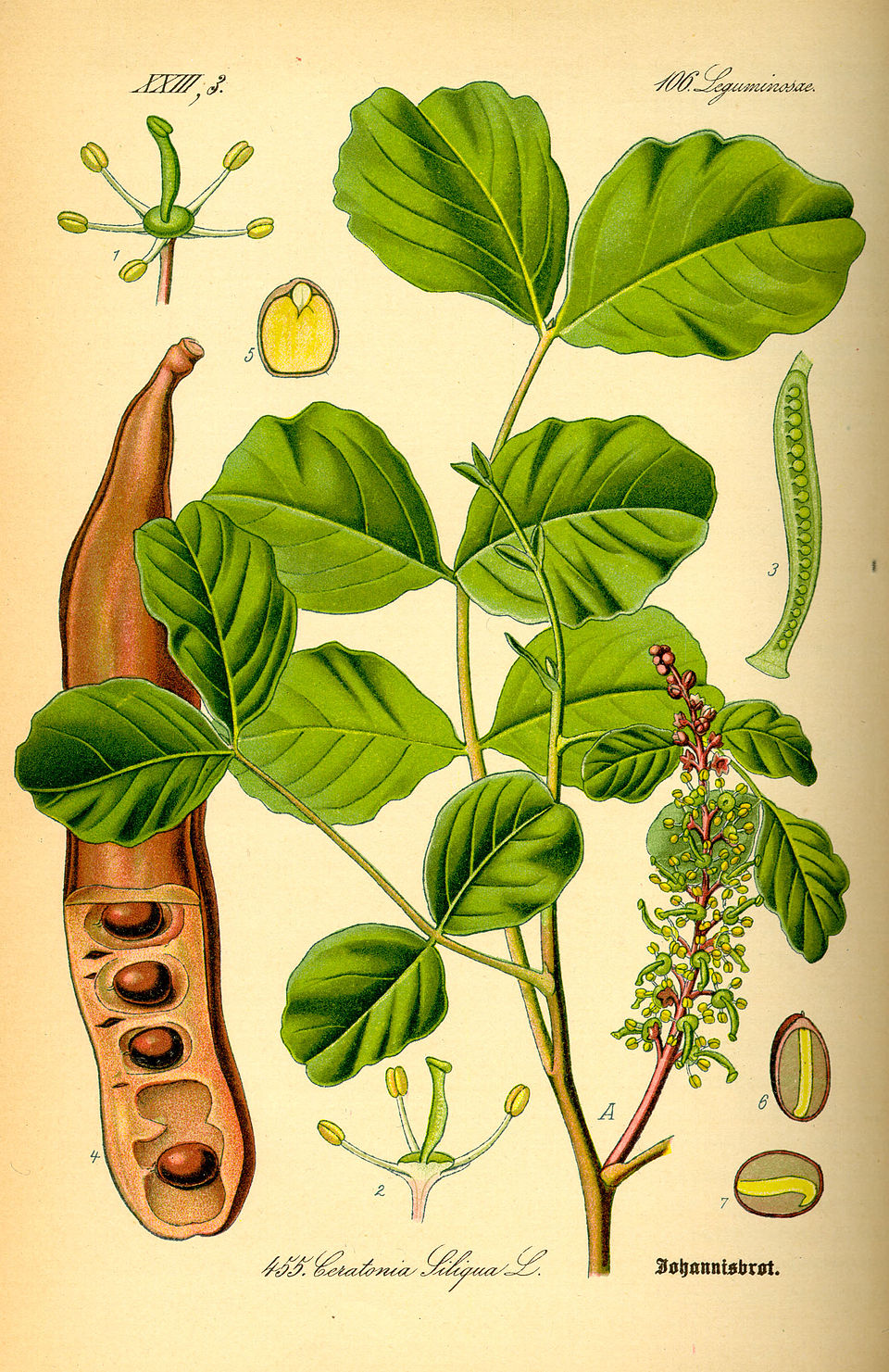 Ceratonia