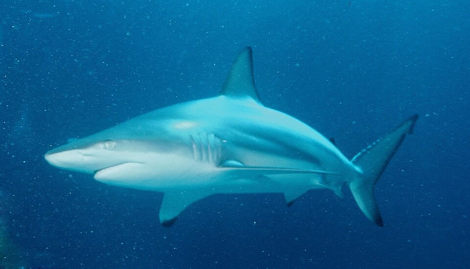blacktip shark