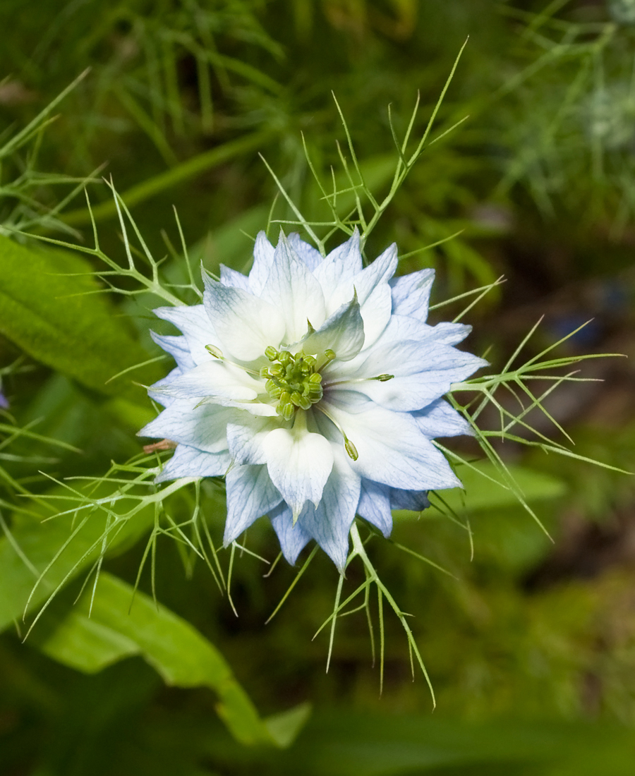 Nigella damascena