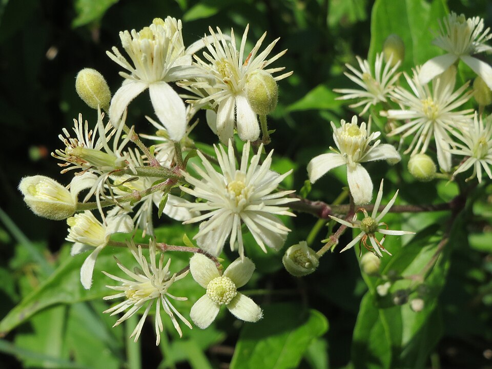 Clematis vitalba