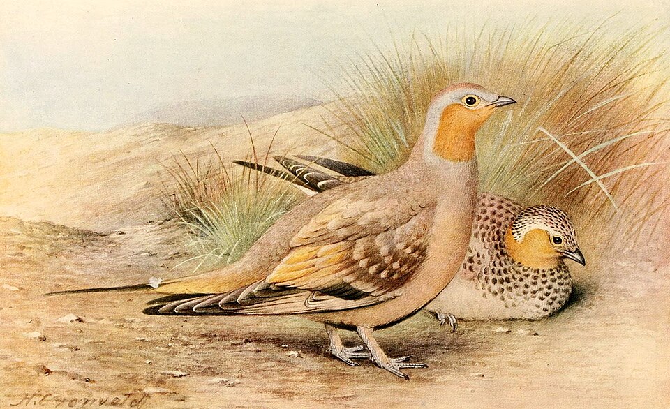 Spotted Sandgrouse