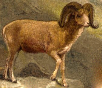 Ovis ammon