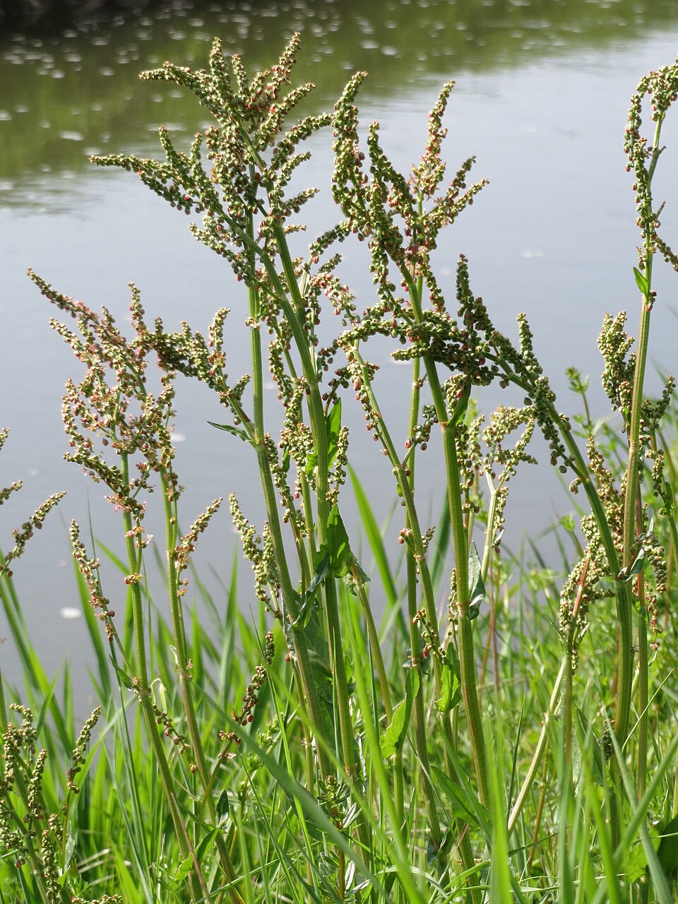 Rumex acetosa