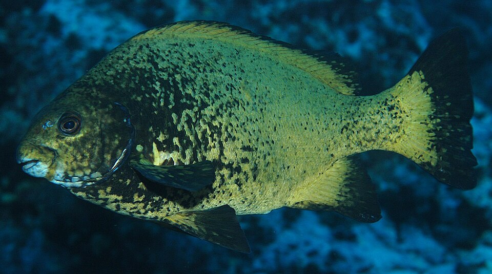 Percoidei