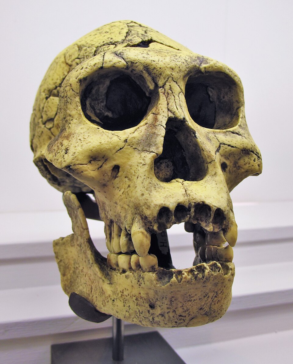 Homo georgicus