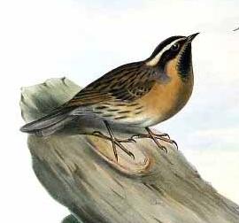 Black-throated Accentor