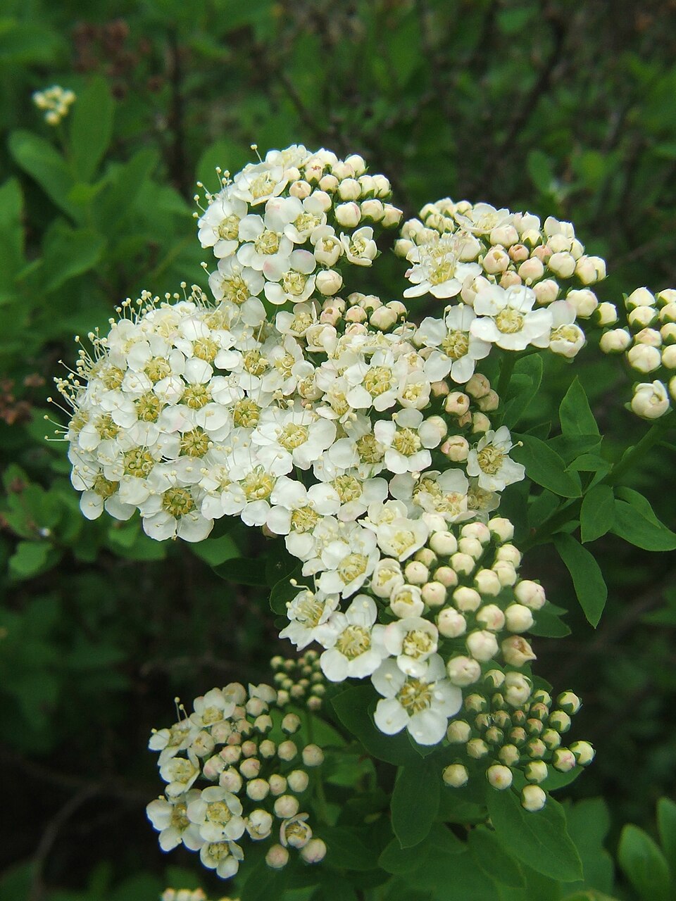 Spiraea