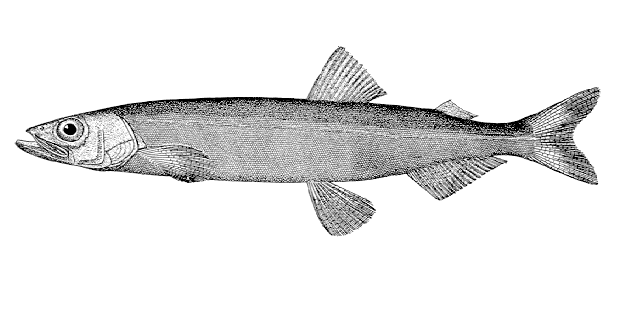 capelin
