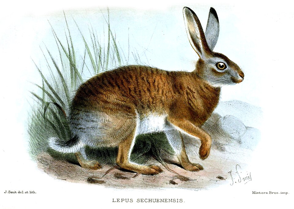 Lepus oiostolus