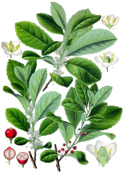 yerba mate