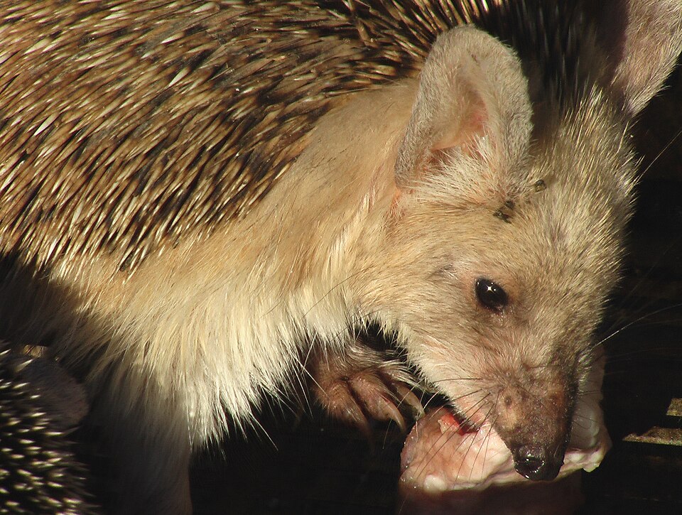 long-eared hedgehog