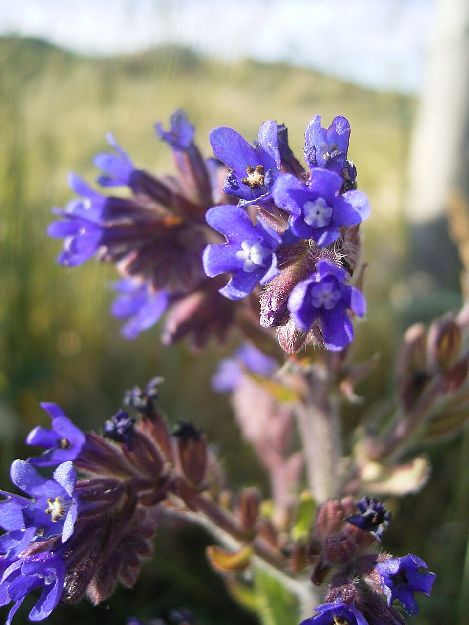 Anchusa