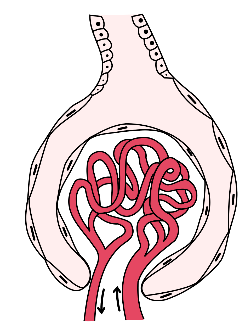 glomerulus