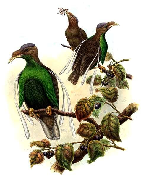Standardwing bird-of-paradise