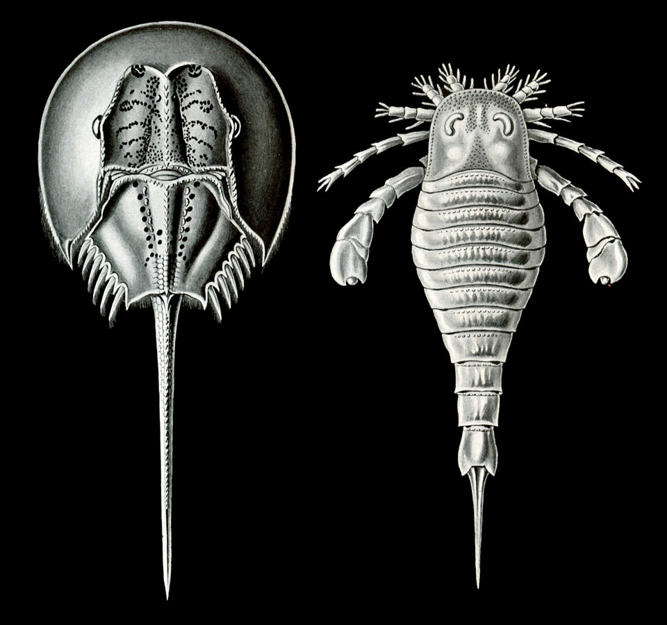 Merostomata