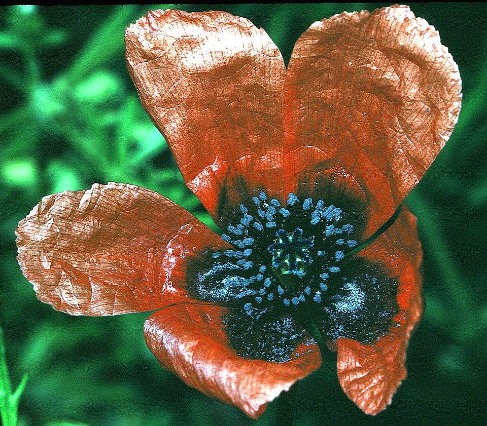 Papaver argemone