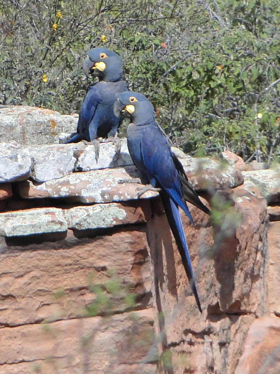 Lear's Macaw