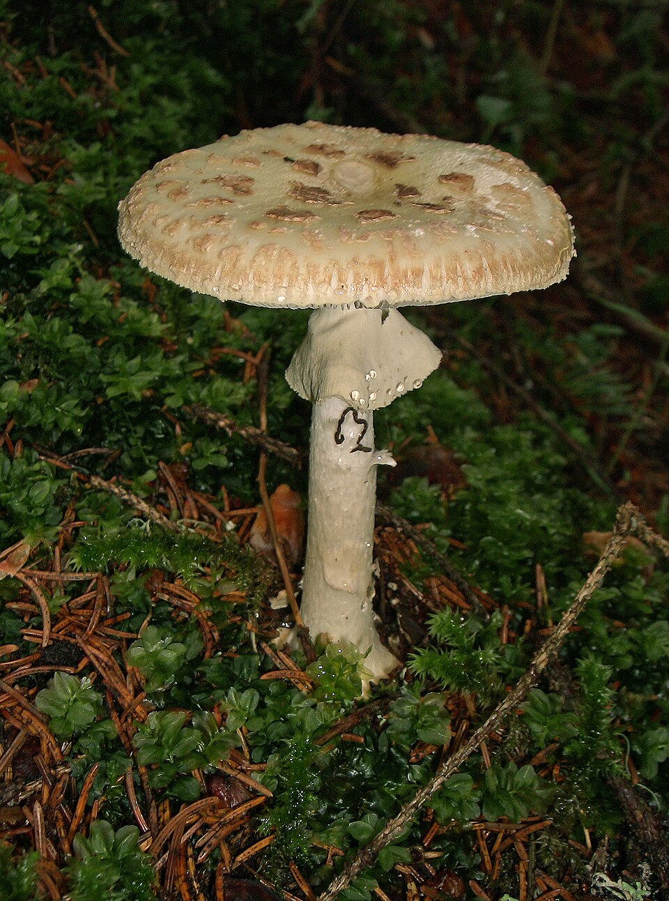 pileus