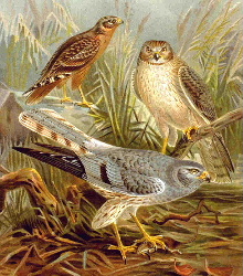 Circinae