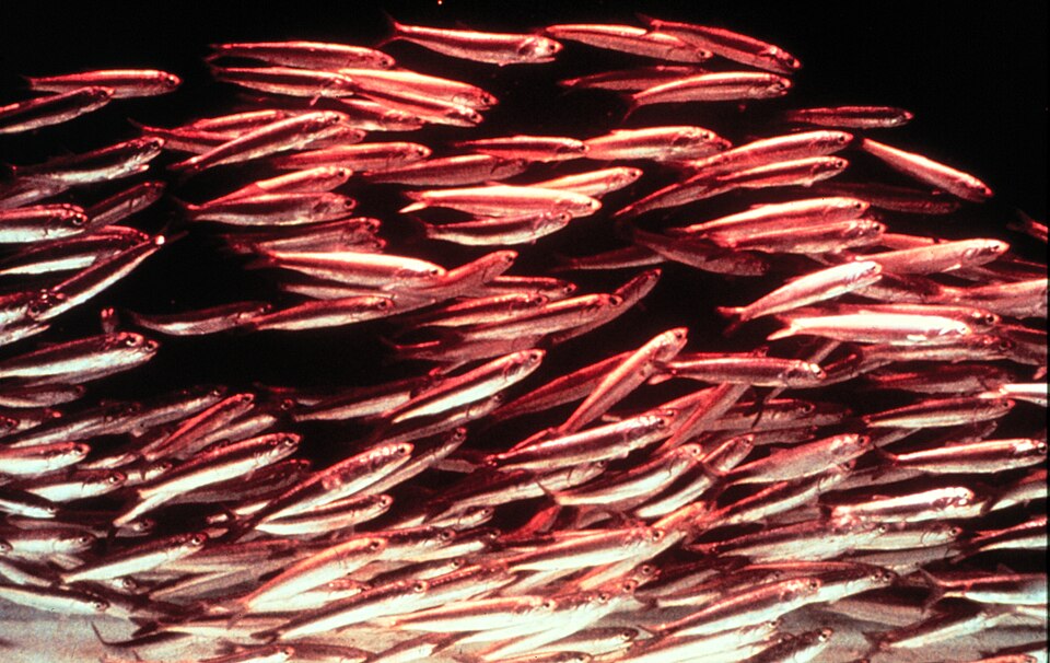 Engraulis