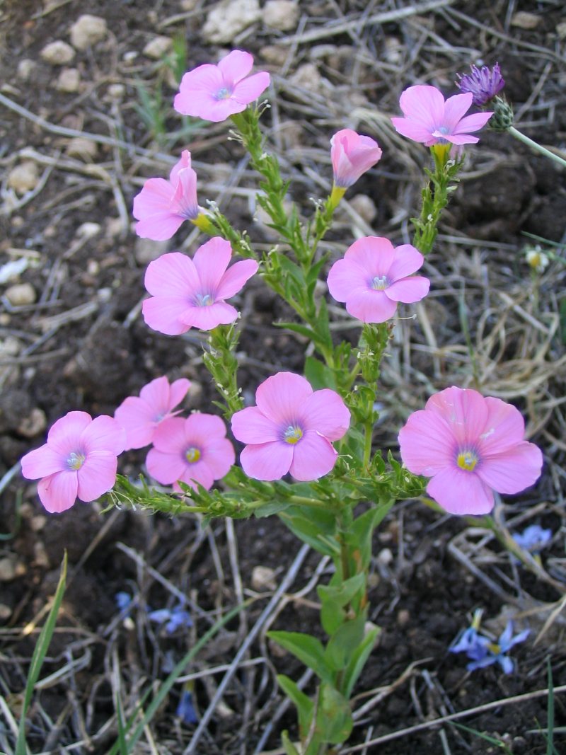 Linum