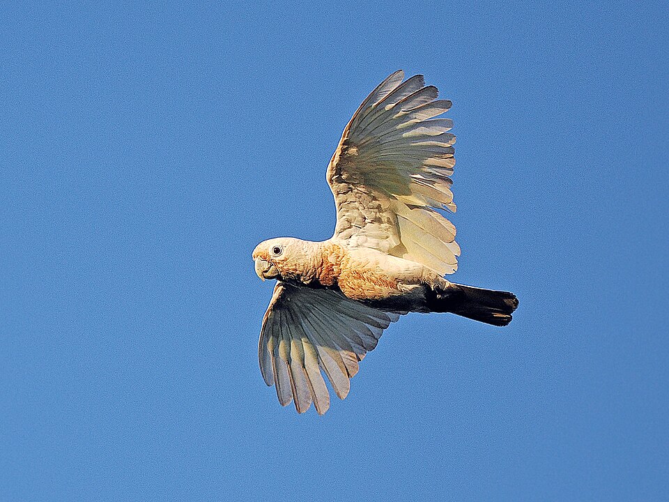 Tanimbar Corella