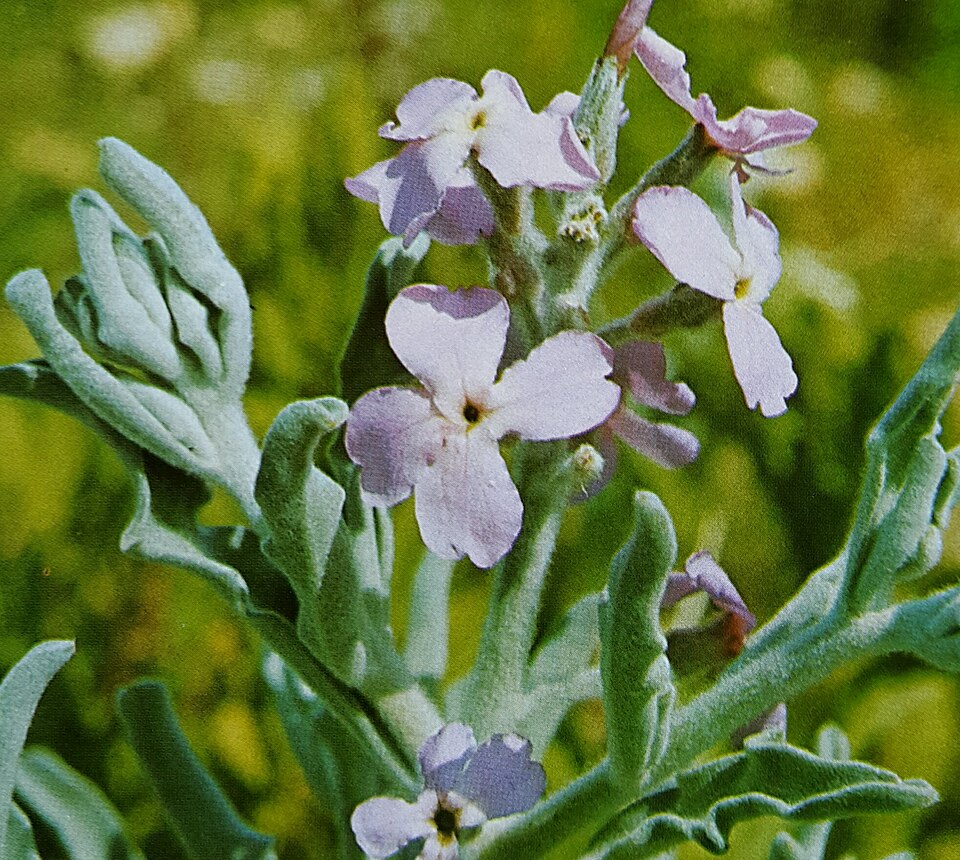 Matthiola