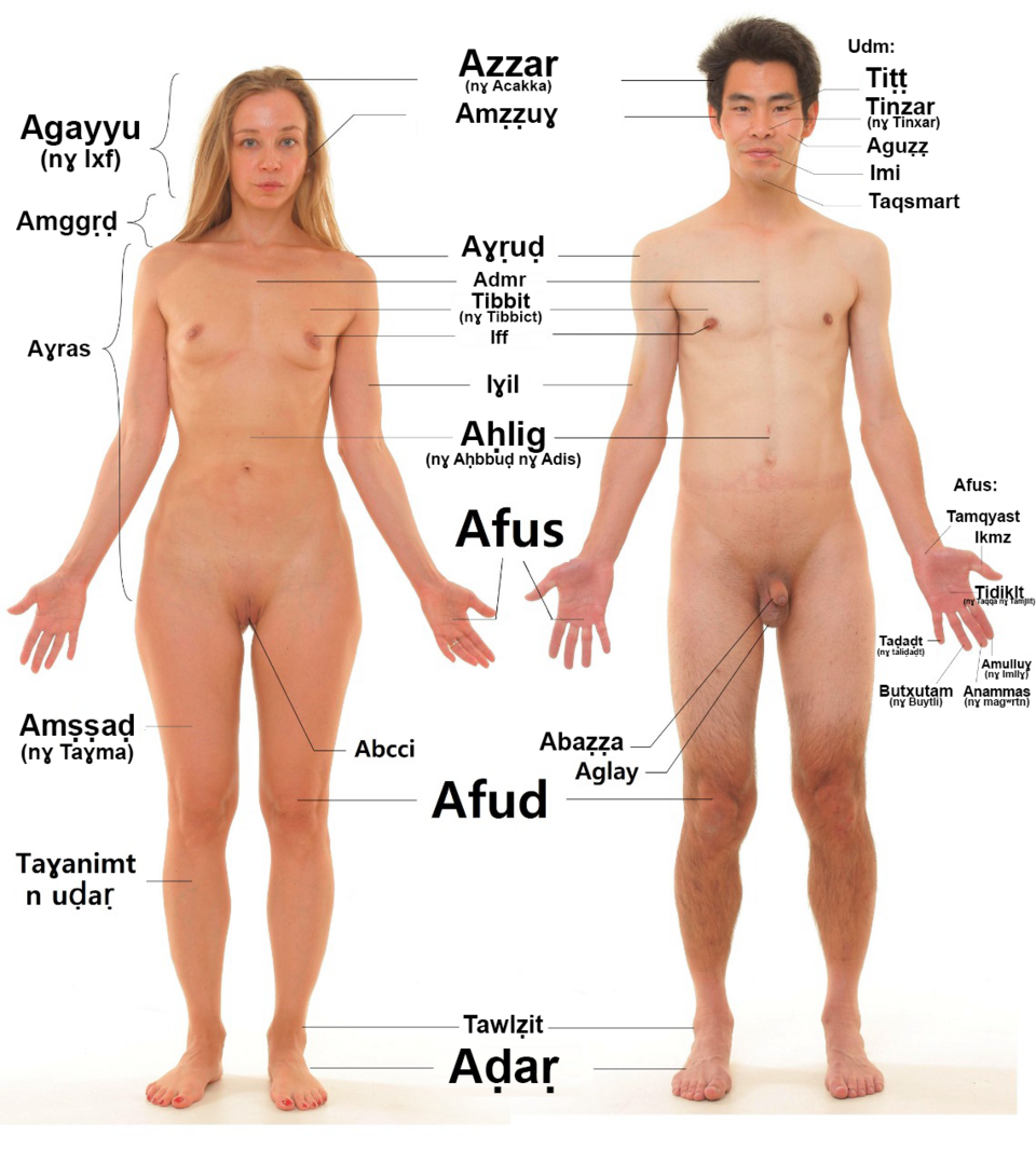 human body