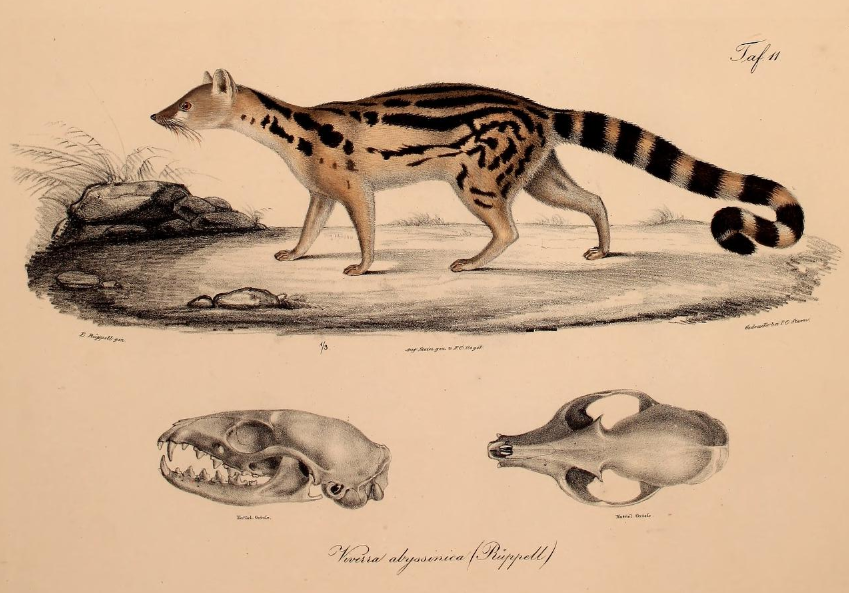 Abyssinian genet