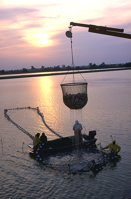 aquaculture