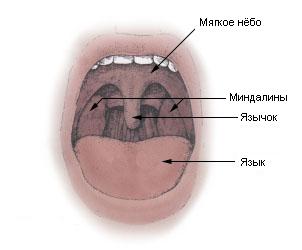 tonsil