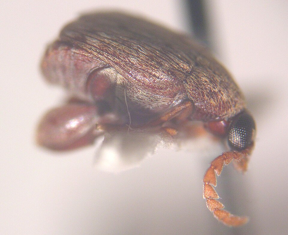 Bruchinae