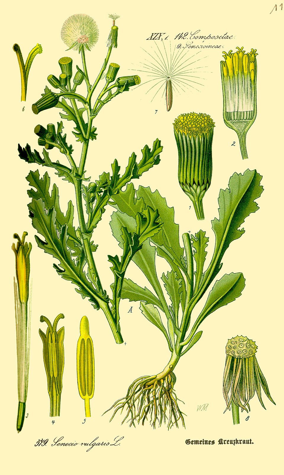 Senecio