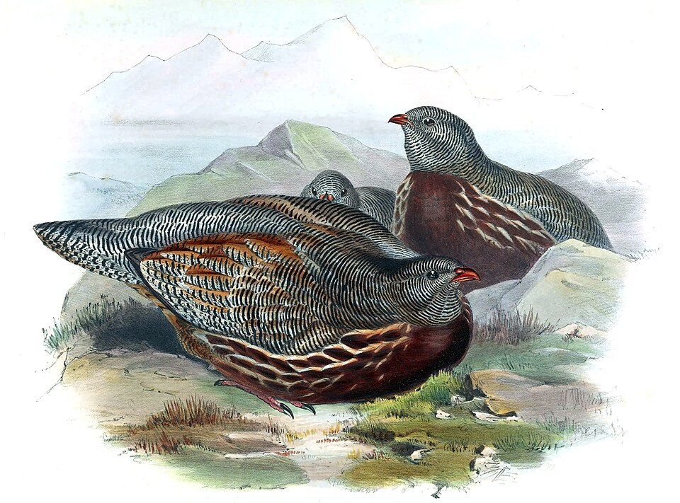 Snow Partridge