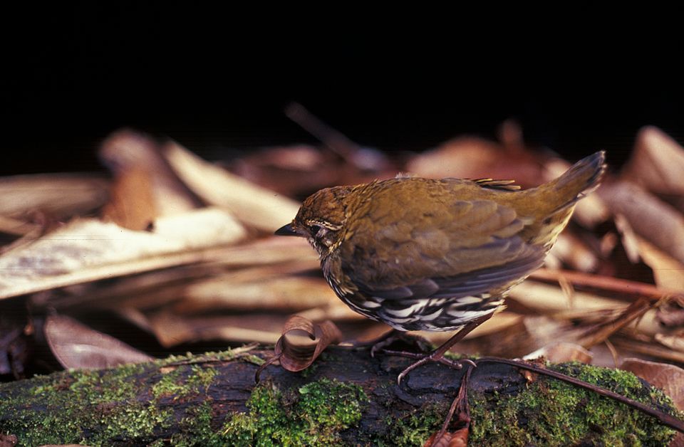 Formicariidae