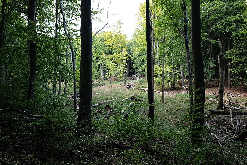 glade