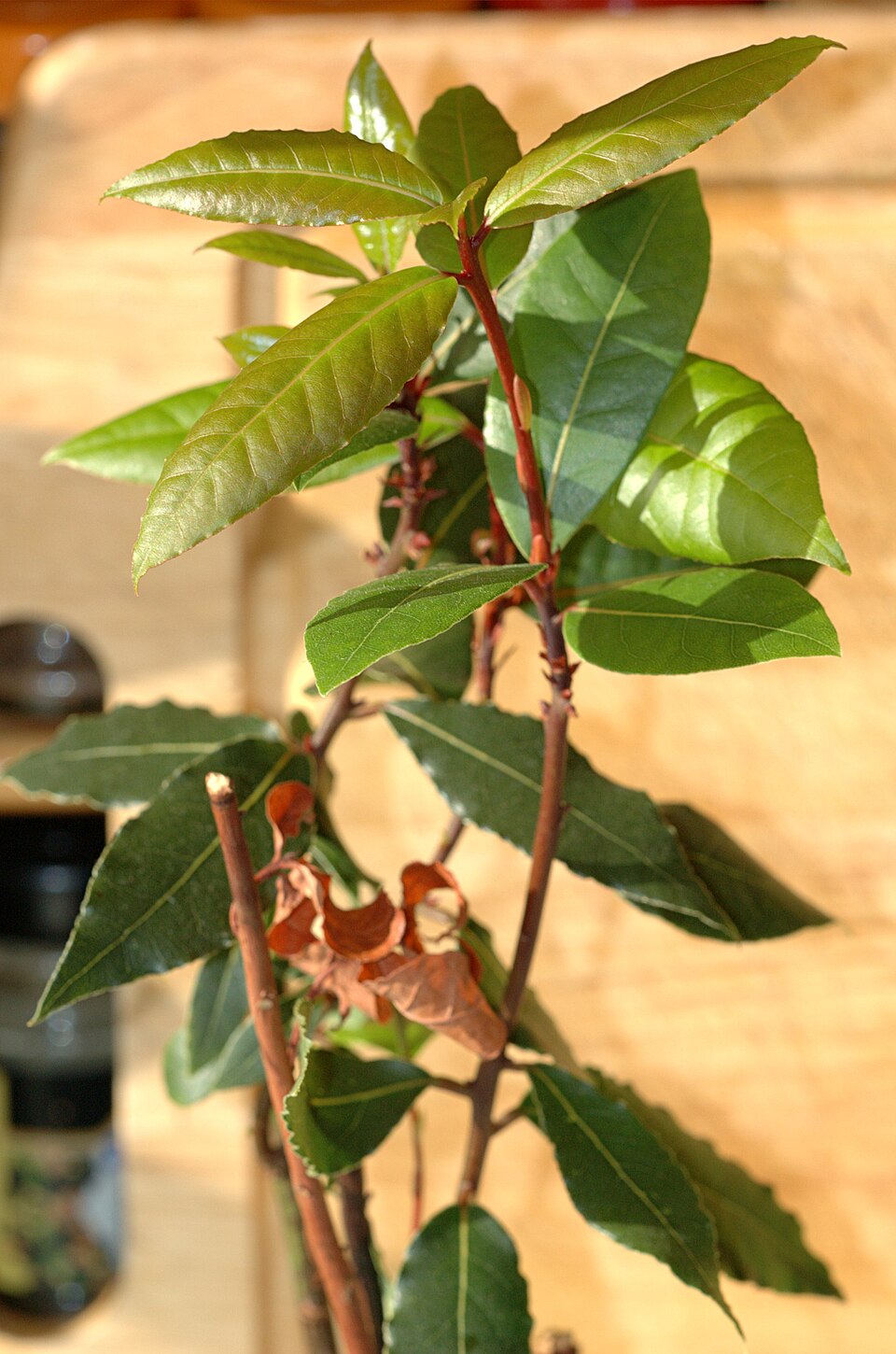 Lauraceae