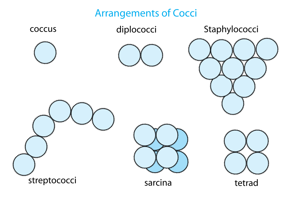 coccus