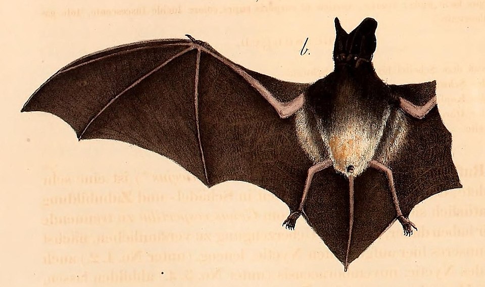 Asian Barbastelle