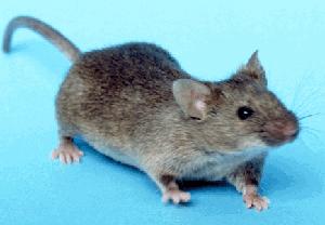 Murinae