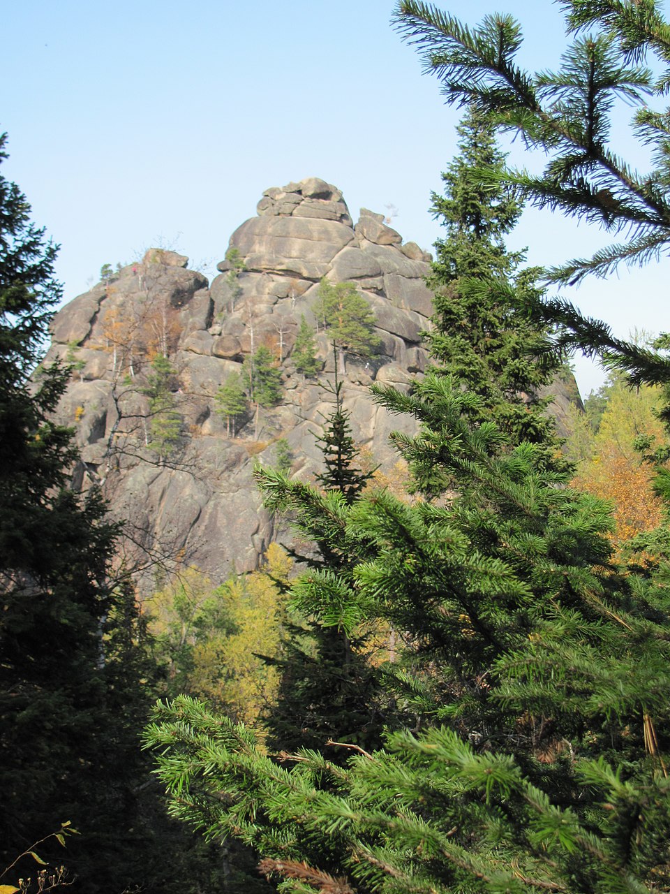 Abies sibirica