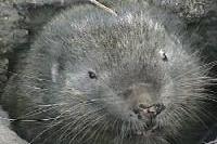 mountain beaver