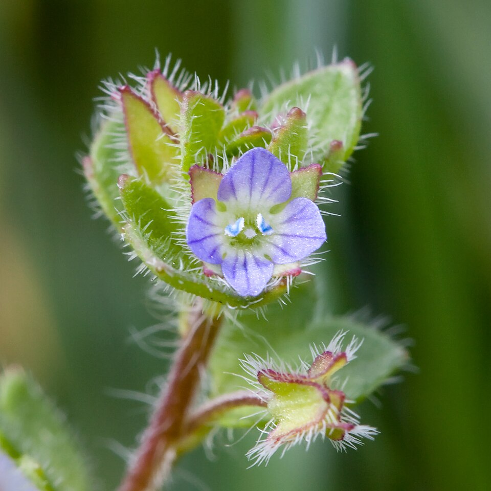 ivy-leaved speedwell