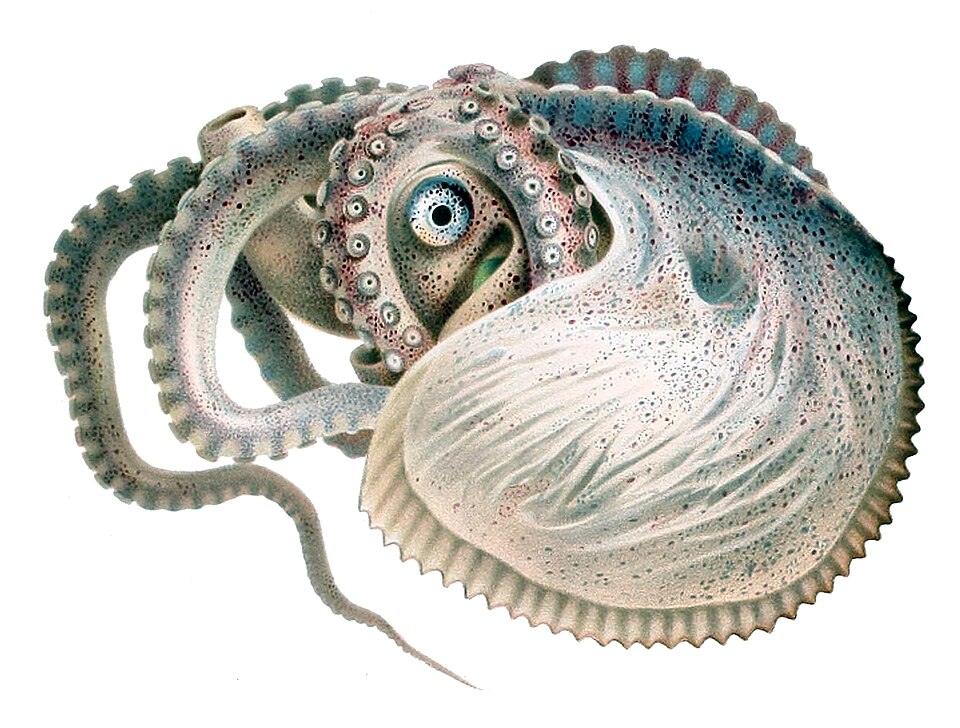 Argonauta argo