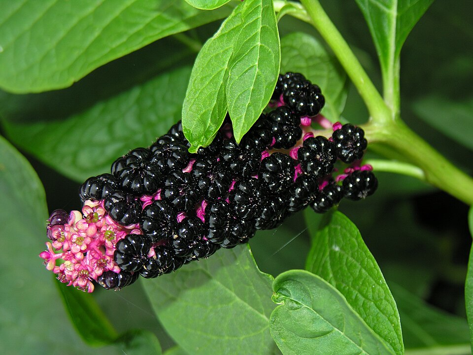 Phytolaccaceae