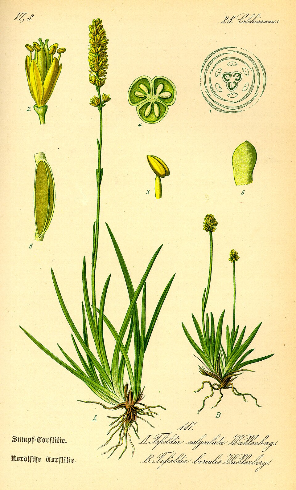 Tofieldiaceae