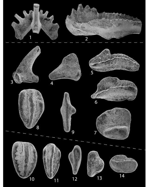 Conodonta