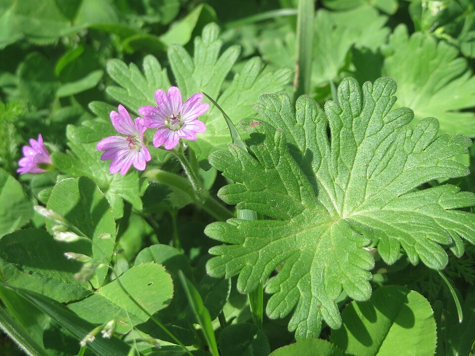 Geranium molle
