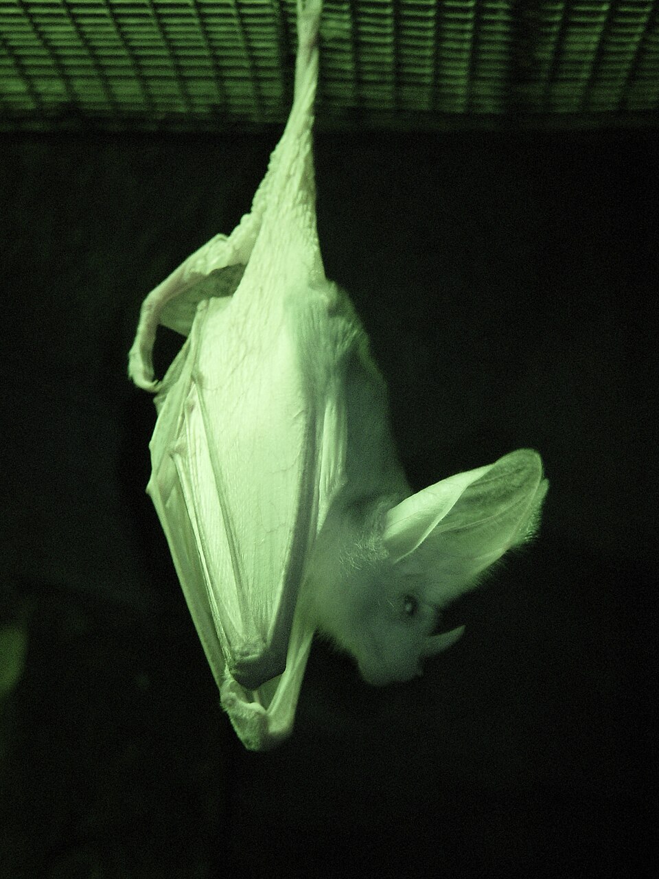 Megadermatidae