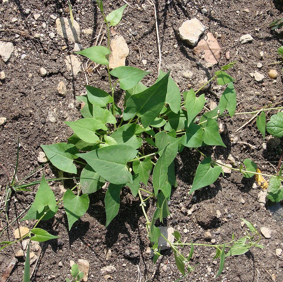 Fallopia convolvulus